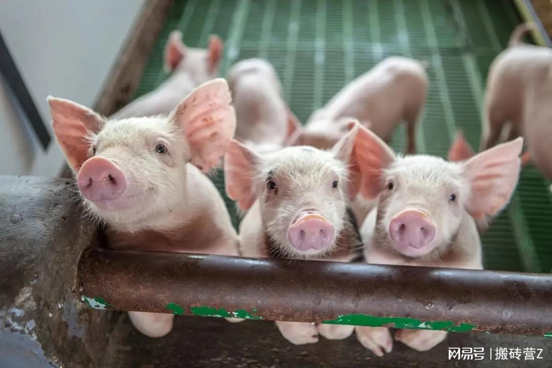 7个行业,真的顶不住了!裁员、倒闭、转行潮一波接一波